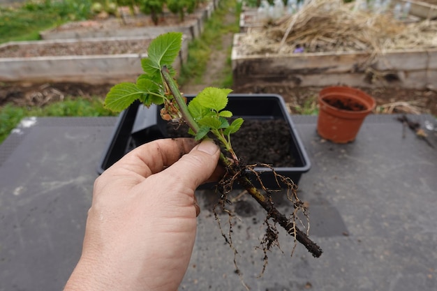 corte de mora por esqueje de raiz reproducir moras en casa paso a paso