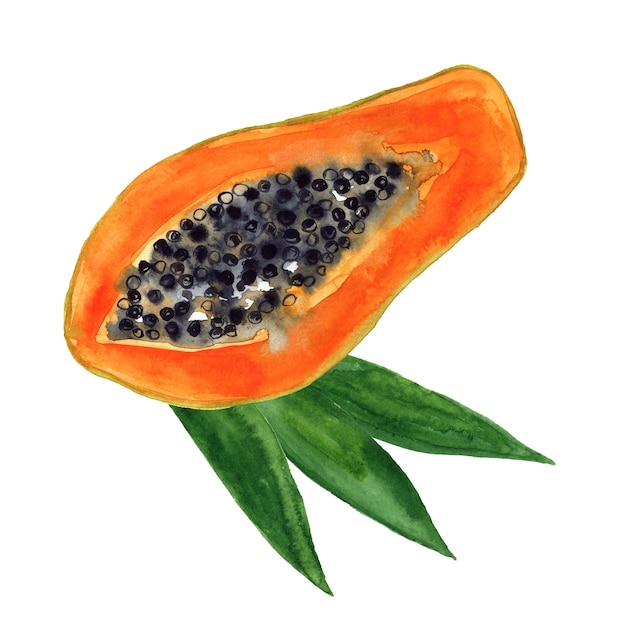 Corte o mamão e as folhas. Fruta tropical. Mão-extraídas ilustração em aquarela. Isolado.