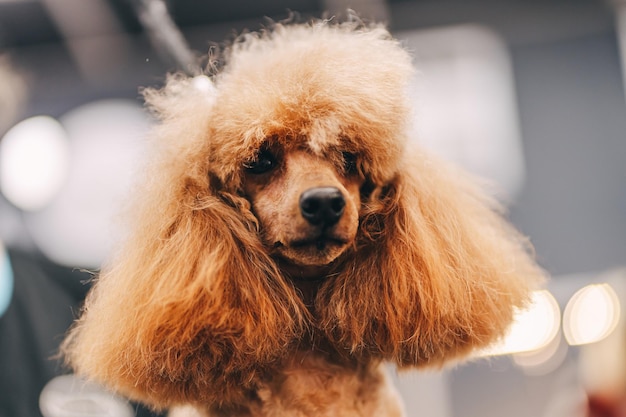 Corte de pelo de caniche El maestro realiza un trabajo en el salón de belleza