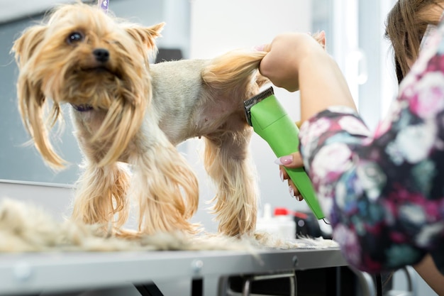 Corte de pelo de peluquero femenino yorkshire terrier sobre la mesa para el aseo en el salón de belleza para perros