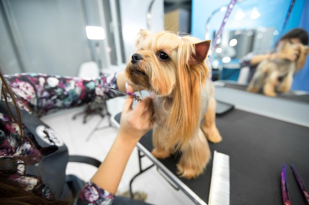 Corte de pelo de peluquero femenino yorkshire terrier sobre la mesa para el aseo en el salón de belleza para perros