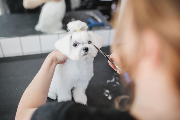 Corte de pelo de un perrito blanco perro hermoso y divertido perro maltés foto de alta calidad