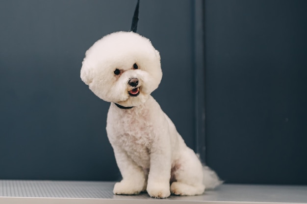 Corte de pelo de perro en salón Cuidado de mascotas