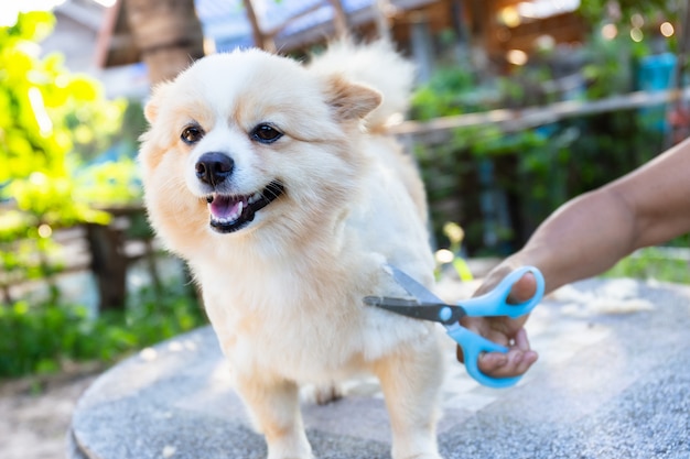 Foto corte de pelo de perro