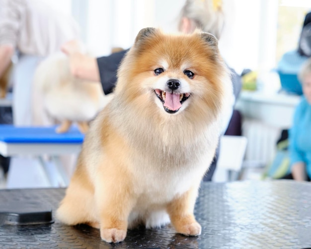 Corte de pelo popular de un perro pomeraniano en un salón de belleza animal sentado en una mesa de aseo