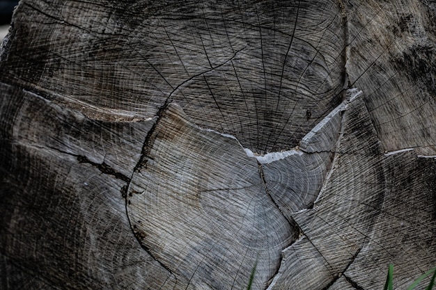 Corte de sierra de un árbol seco en un corte. Textura de madera. Cierra.
