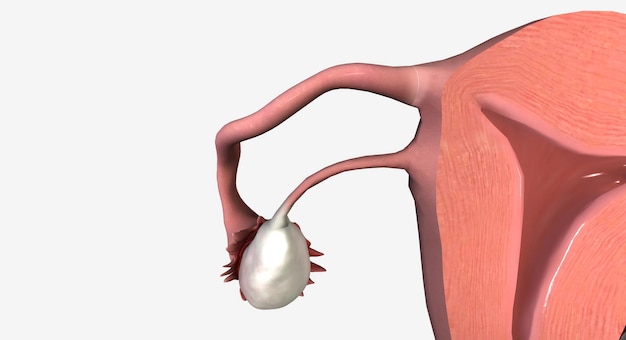 Corte transversal de la corona de la vagina del útero