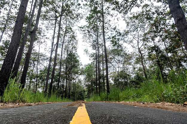 Cortes de estrada na floresta de sequoias na Tailândia