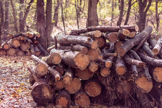 cortes de madera marrón en el bosque