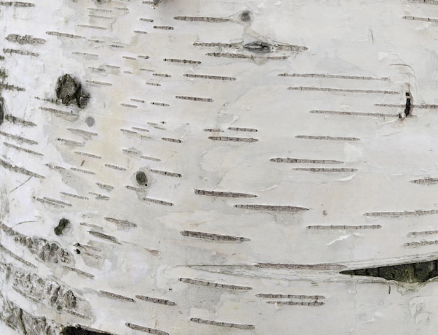 Corteza de abedul blanco con guiones de fondo natural