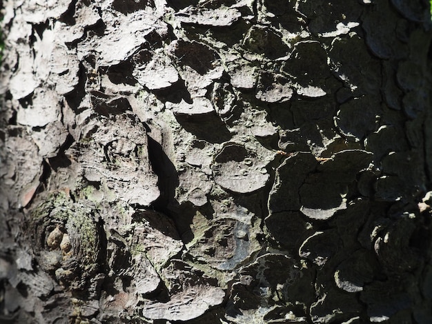Corteza de abeto de cerca La corteza exfoliante del árbol Gradiente de luz Textura de estructura natural
