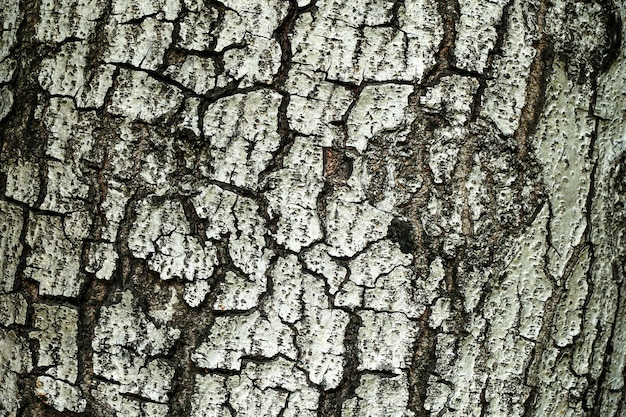 Corteza de árbol en bosque Primer plano fotografía de archivo