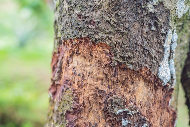 Corteza de árbol de canela tomada en una plantación, Malasia.