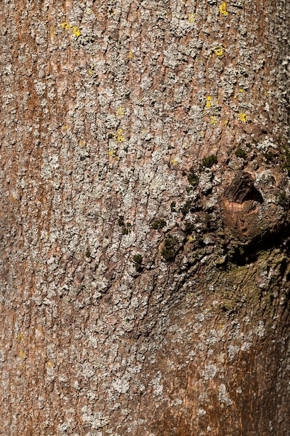 La corteza de un árbol con las características de su estructura.