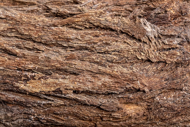 La corteza de un árbol de cedro textura de fondola textura de un árbol secola textura de la madera