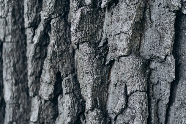 Corteza de árbol de cerca. textura y fondo