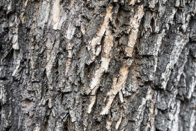 La corteza de un árbol de cerca