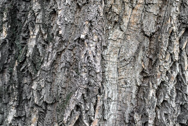 La corteza de un árbol de cerca