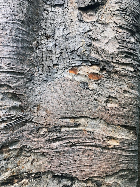 Corteza de árbol como elefante