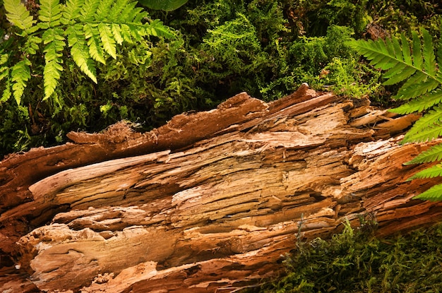 Corteza de árbol como podio para productos naturales.