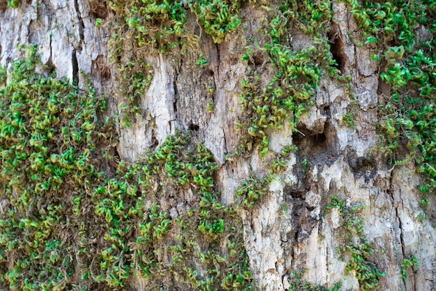 Corteza de árbol cubierta con primer plano de musgo. Foto de alta calidad