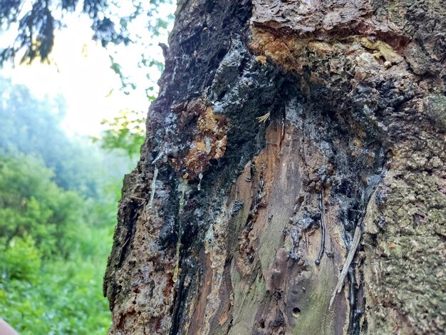 Foto la corteza del árbol está cubierta de resina y telarañas de cerca