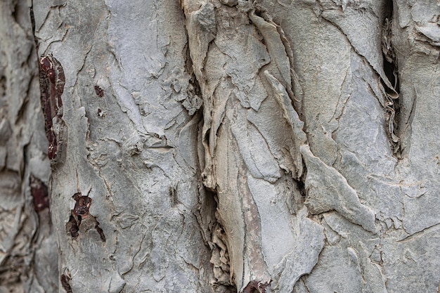 Foto corteza del árbol del dragón de las islas canarias dracaena draco textura de vista cercana