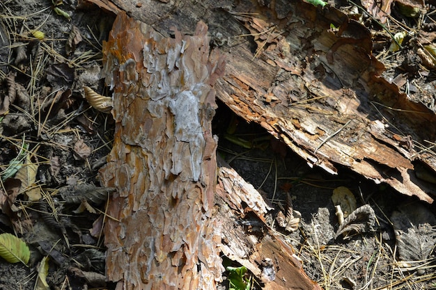 La corteza del árbol se encuentra en el suelo.