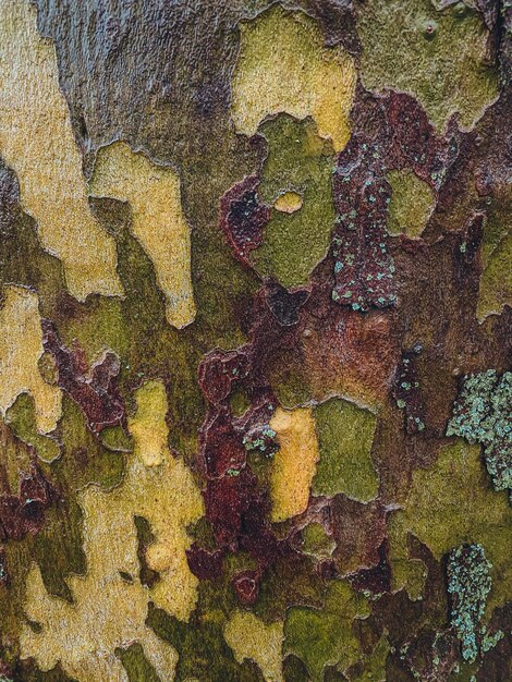 Foto corteza de un árbol de eucalipto de cerca en el fondo