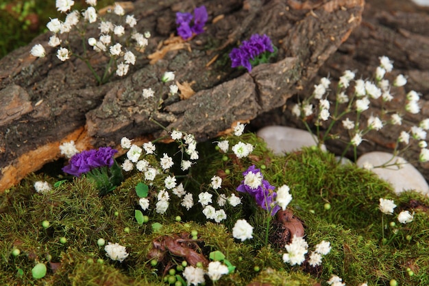 Corteza de árbol de flores y musgo en el bosque de cerca