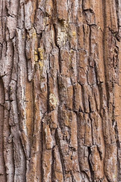 Corteza de árbol con fondo de grietas