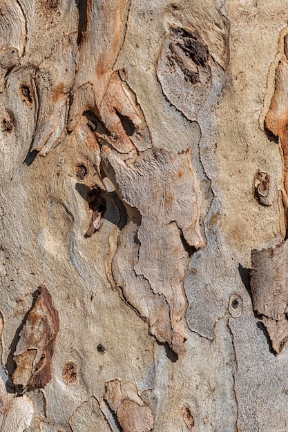 Foto corteza de árbol de fondo