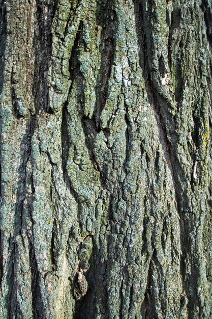 Foto corteza de árbol gris con fondo o textura de musgo