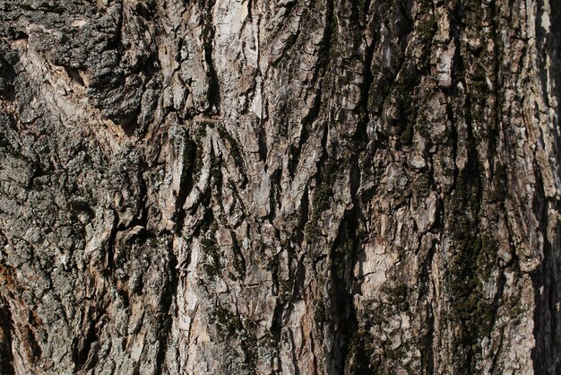 Corteza de árbol gris viejo Muy cerca fotografiado en pantalla completa