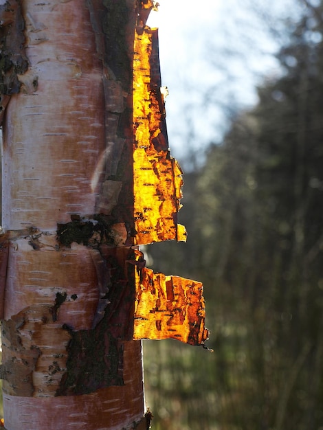 Corteza de árbol iluminada por la luz del sol