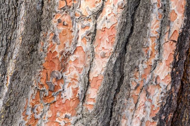 Foto corteza de árbol de madera agrietada para el fondo.