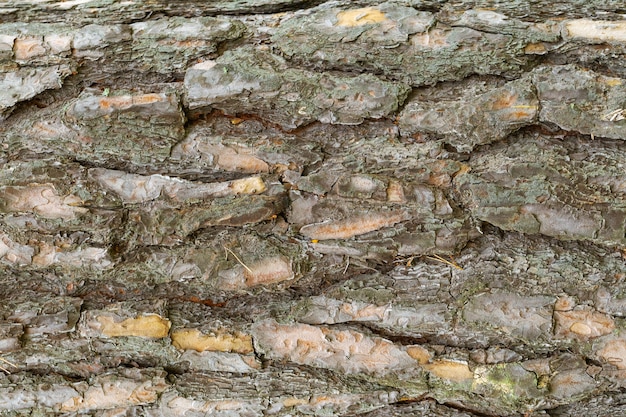 Corteza de árbol de madera