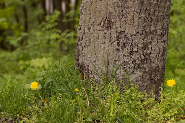 Corteza de árbol con musgo verde y pasto. Fotografía de cerca