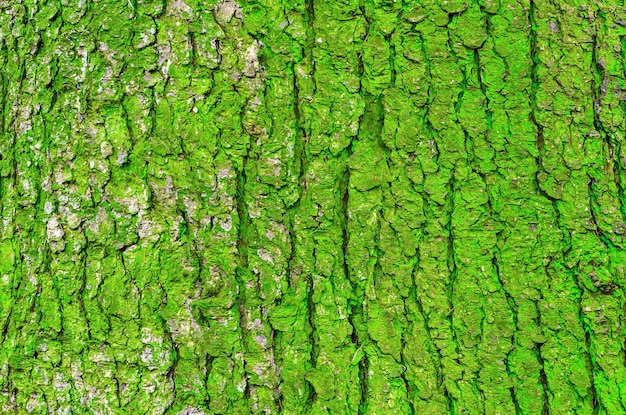 Corteza de árbol y musgo verde sobre un tronco.