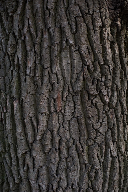Corteza de árbol en la naturaleza