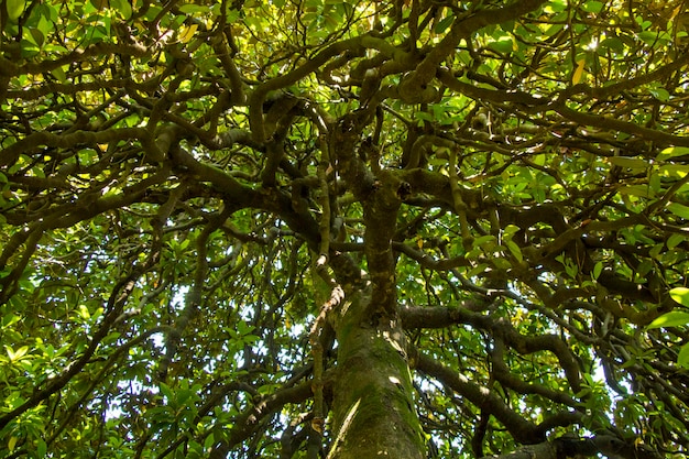 Corteza de árbol de pino y cuerpo fondo primer plano hermoso árbol