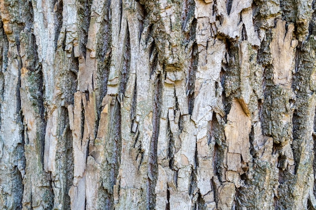 Corteza de árbol seca con grietas y musgo