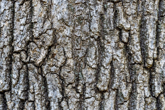 Corteza de árbol seco con grietas y fondo de musgo de cerca