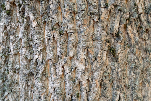 Corteza de árbol seco con grietas y fondo de musgo de cerca