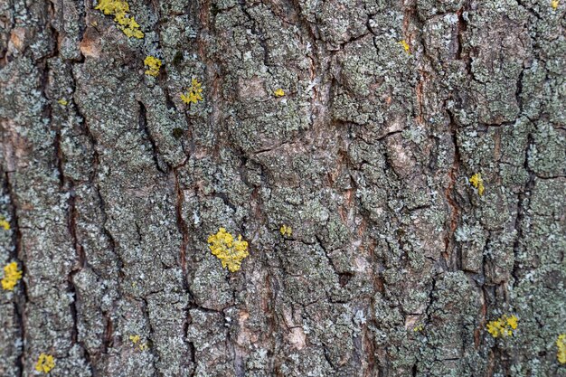 Corteza de árbol seco con grietas y fondo de musgo de cerca