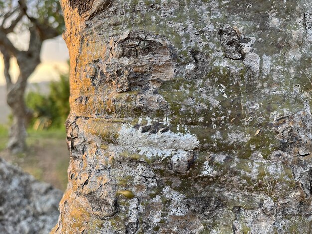 Corteza de árbol y textura de madera