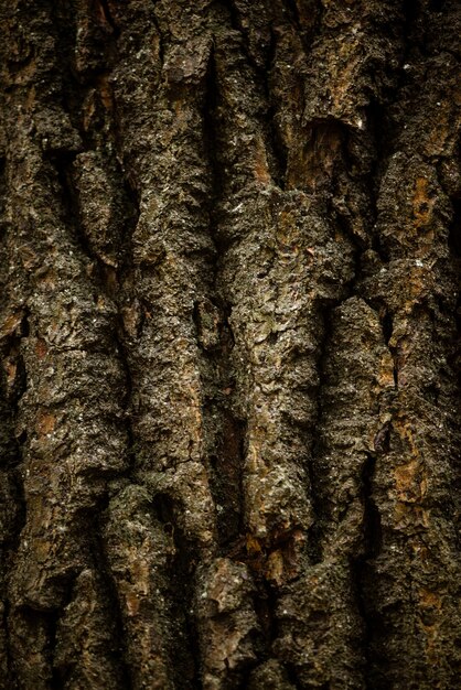 Corteza de árbol textura rugosa cerrar