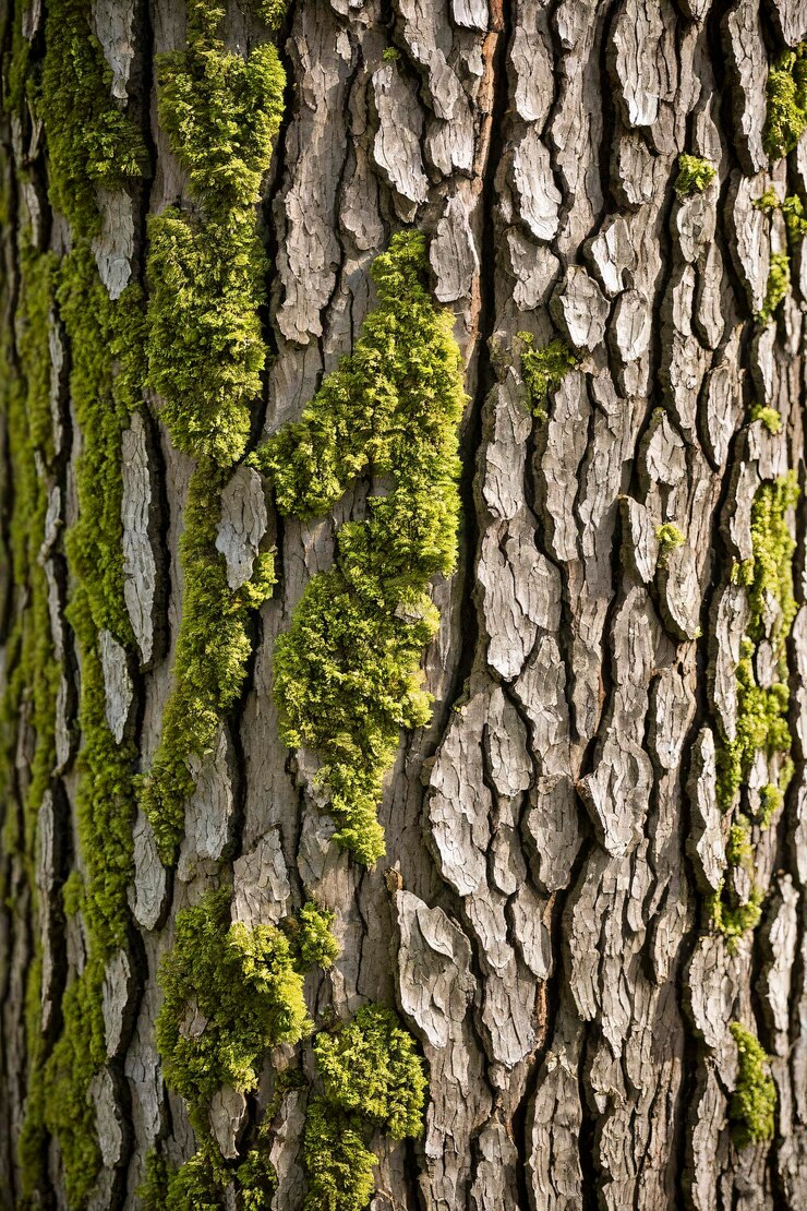 Corteza de árbol texturizada con ranuras profundas y patrones naturales