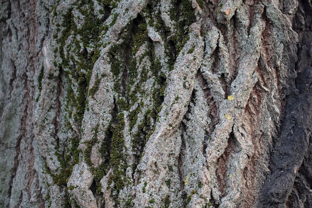 La corteza de un árbol viejo está cubierta de musgo