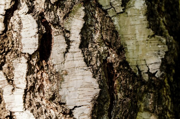 La corteza del árbol viejo. Fondo